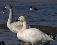 Tundra swan