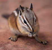 Uinta chipmunk