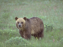 Brown bear