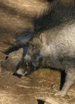 Visayan warty pig