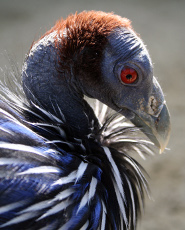 Vulturine guinea fowl