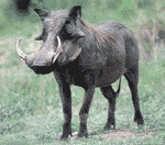 http://www.zingelani.co.za/diere/Warthog.html