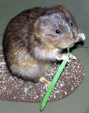 Water vole