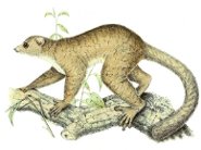 Weasel sportive lemur