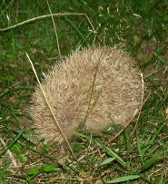 Western European Hedgehog