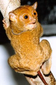 Western tarsier