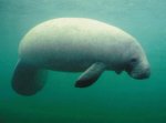 West indian manatee