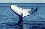 baleen whales