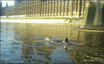 Whale in the thames