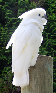 White cockatoo