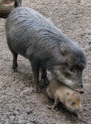 White-lipped peccary