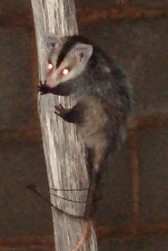 White eared opossum