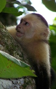 White-headed capuchin