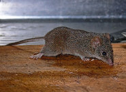 Yellow-footed antechinus