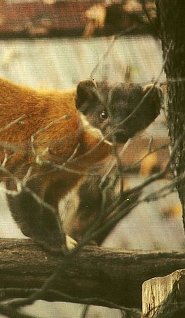 Yellow-throated marten