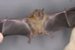 Yellow shouldered bat